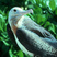 Great Frigatebird